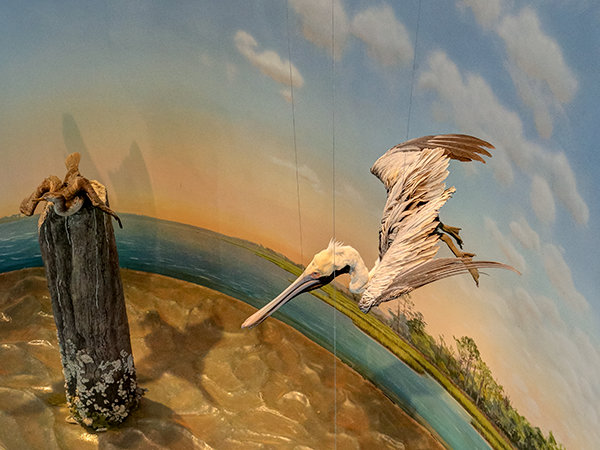 Brown Pelican Diorama